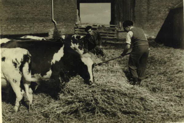 Feeding and caring for the herd of prize winning cows was of vital importance at Thaxted in 1955